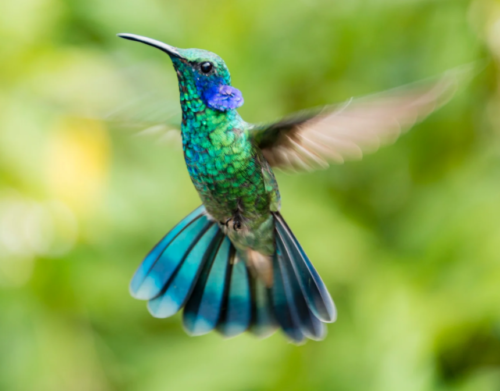 Hummingbird: Aerial Acrobat and High-Energy Marvel